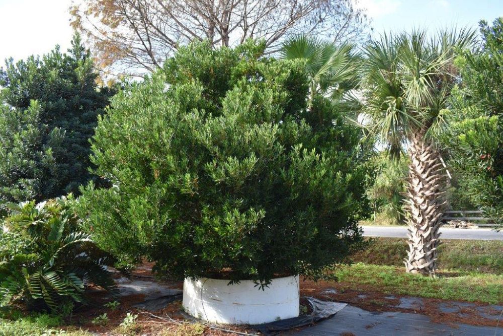 elaeocarpus-decipiens-japanese-blueberry
