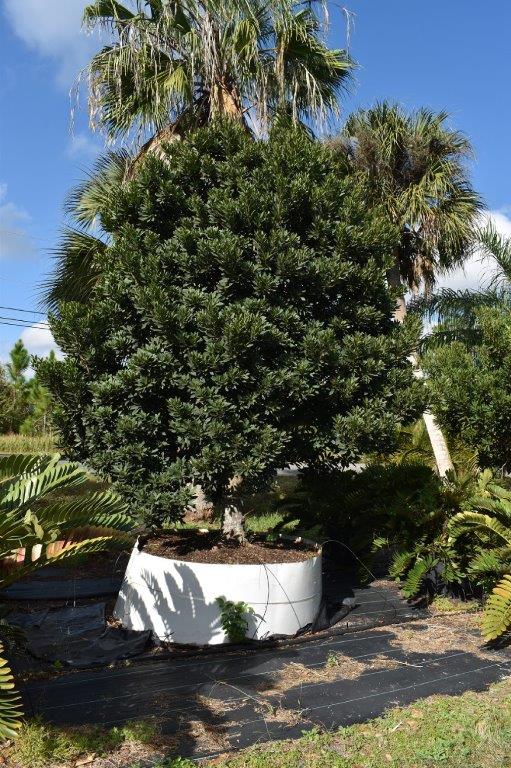 elaeocarpus-decipiens-japanese-blueberry