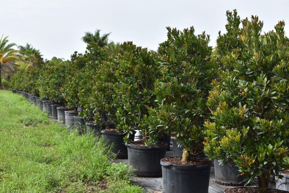 elaeocarpus-decipiens-japanese-blueberry