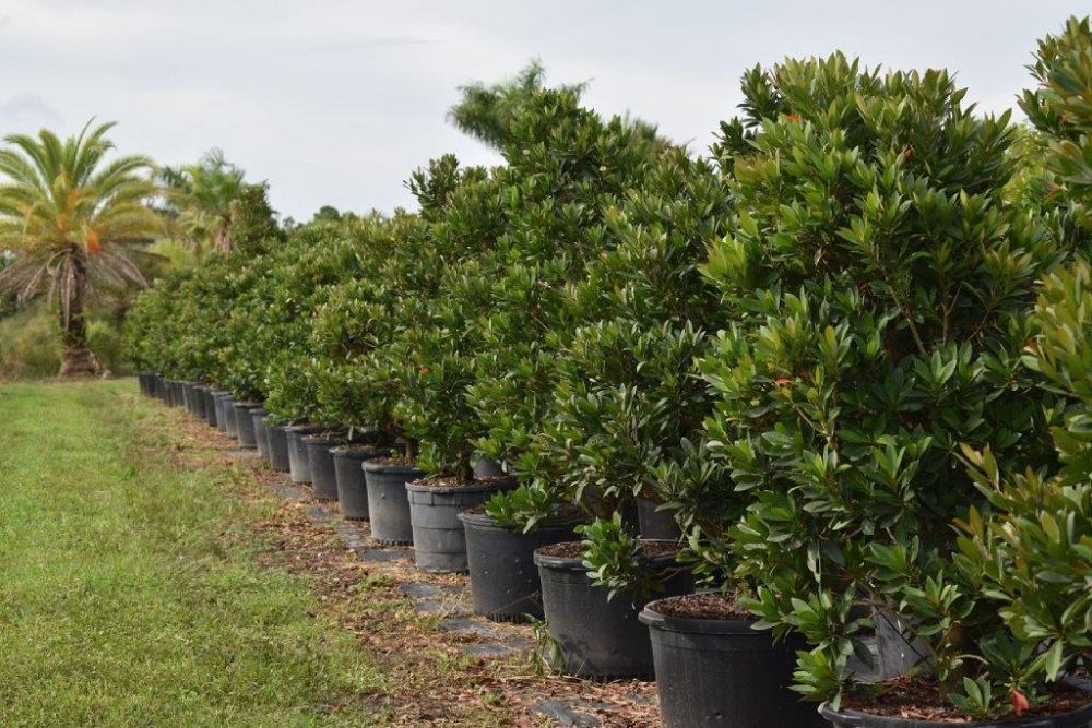elaeocarpus-decipiens-japanese-blueberry