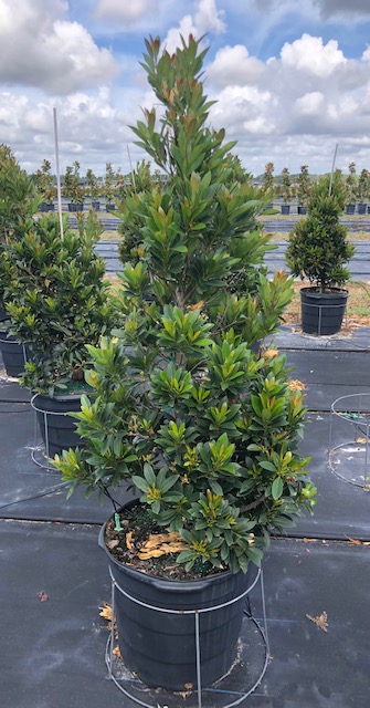 elaeocarpus-decipiens-japanese-blueberry