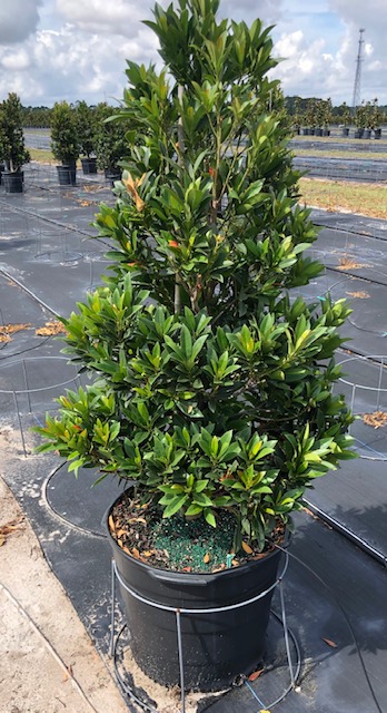 elaeocarpus-decipiens-japanese-blueberry