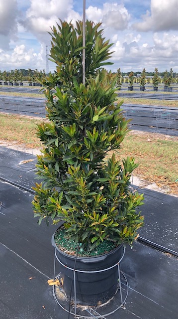 elaeocarpus-decipiens-japanese-blueberry