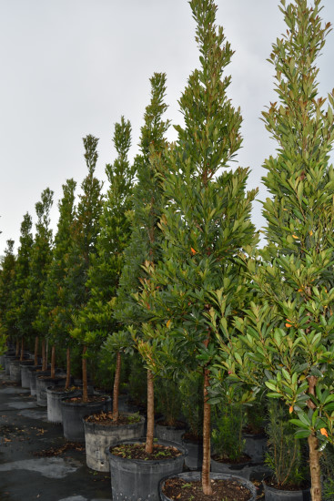 elaeocarpus-decipiens-japanese-blueberry