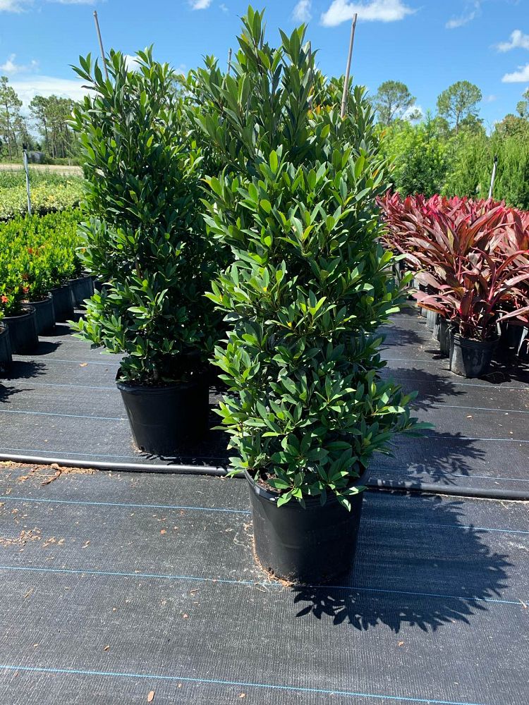 elaeocarpus-decipiens-japanese-blueberry