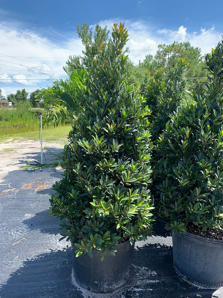 elaeocarpus-decipiens-japanese-blueberry