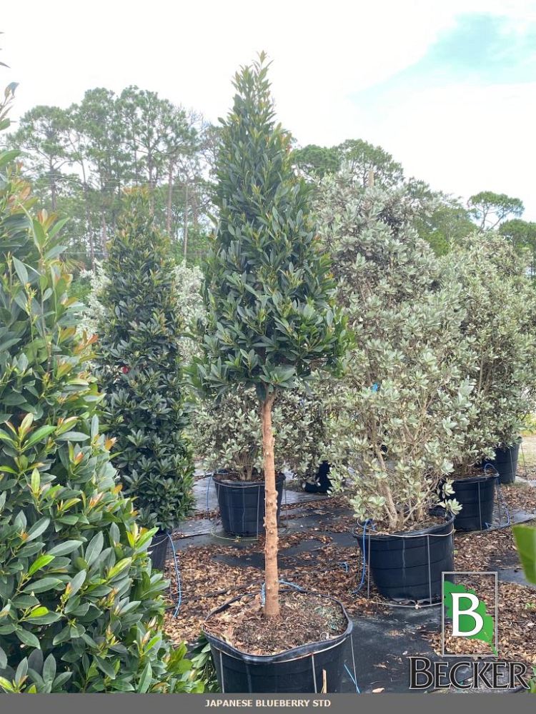 elaeocarpus-decipiens-japanese-blueberry