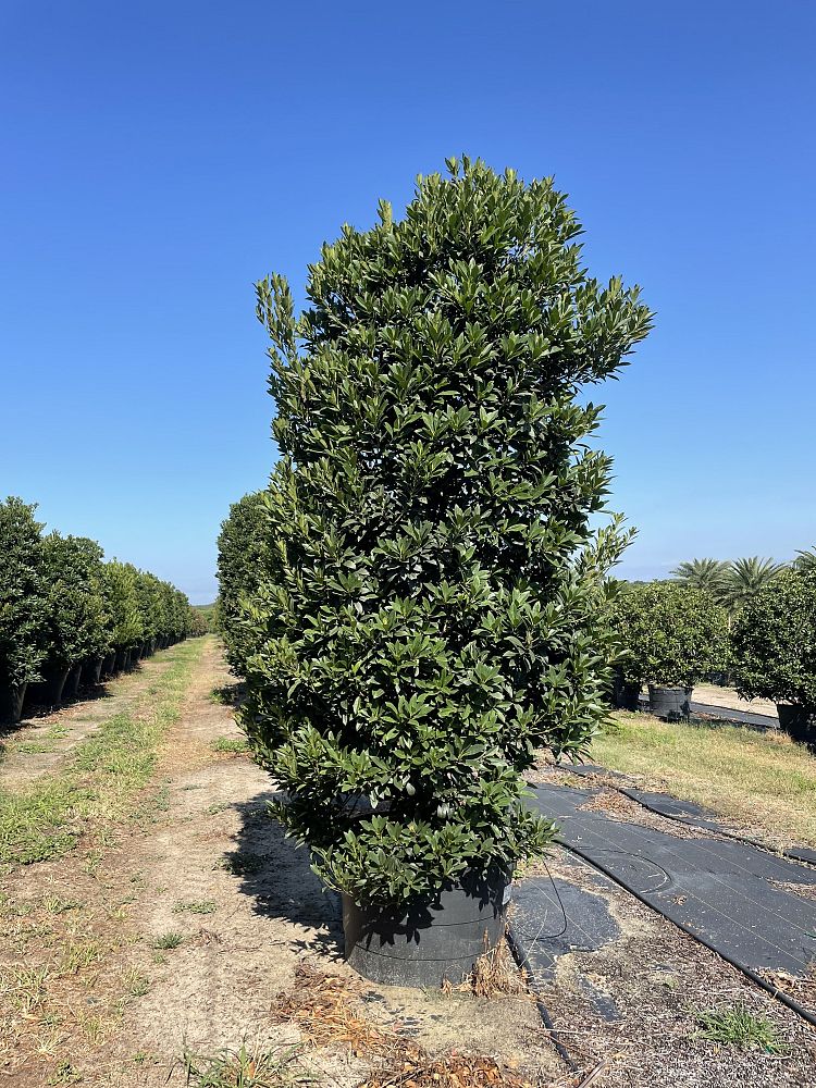 elaeocarpus-decipiens-japanese-blueberry