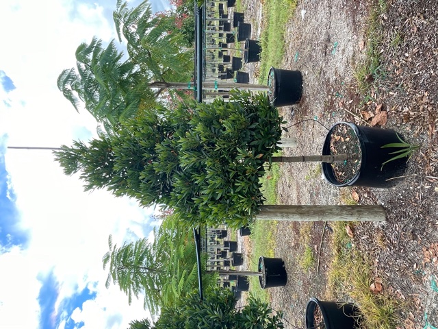 elaeocarpus-decipiens-japanese-blueberry