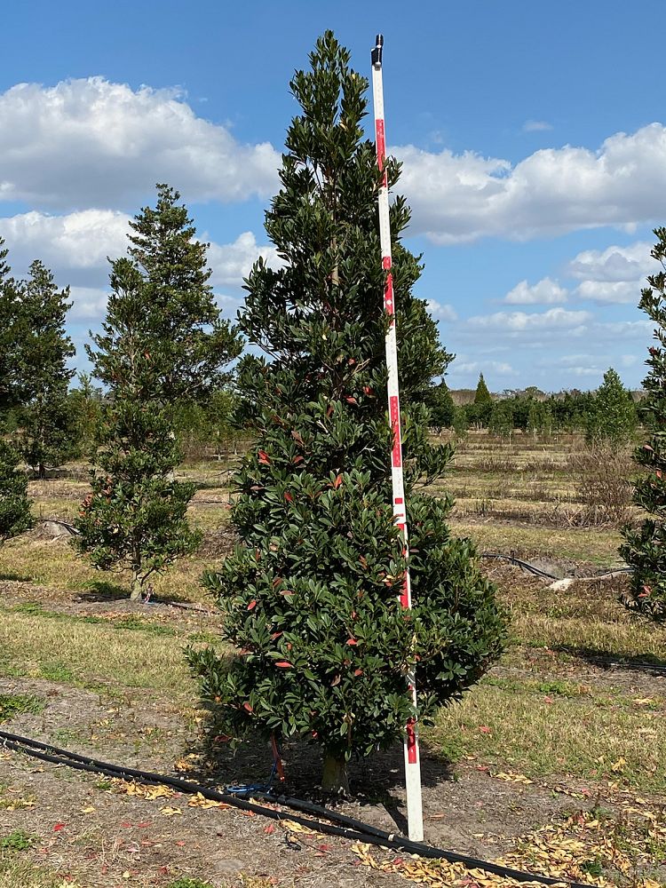 elaeocarpus-decipiens-japanese-blueberry