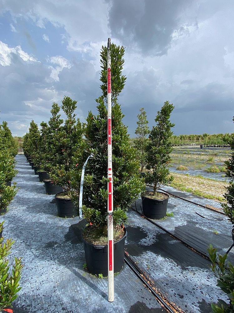 elaeocarpus-decipiens-japanese-blueberry