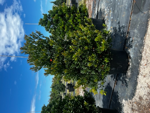 elaeocarpus-decipiens-japanese-blueberry