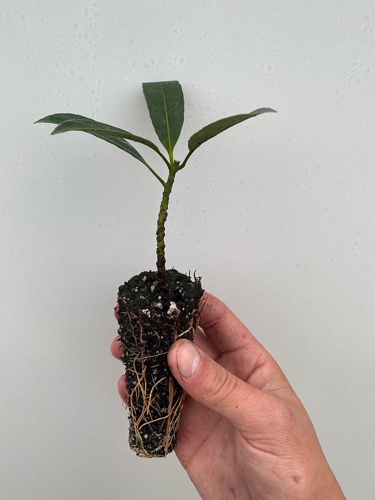 elaeocarpus-decipiens-japanese-blueberry