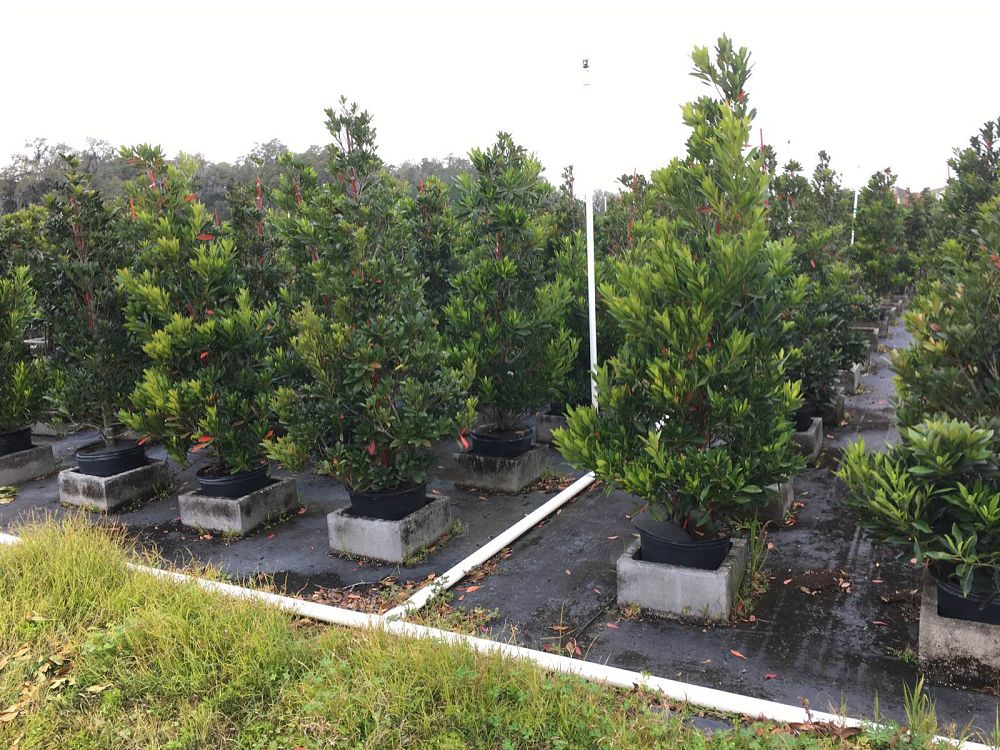 elaeocarpus-decipiens-japanese-blueberry