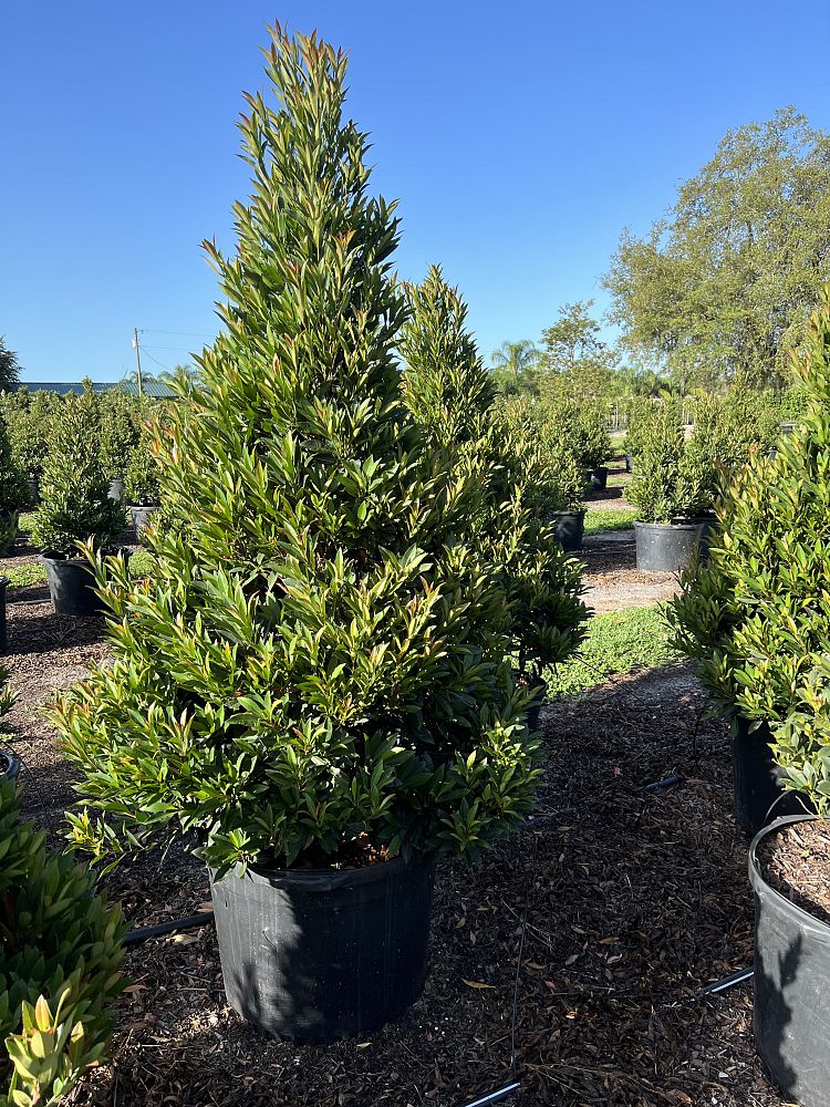 elaeocarpus-decipiens-japanese-blueberry