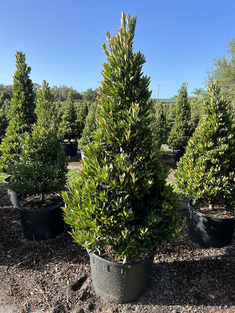 elaeocarpus-decipiens-japanese-blueberry