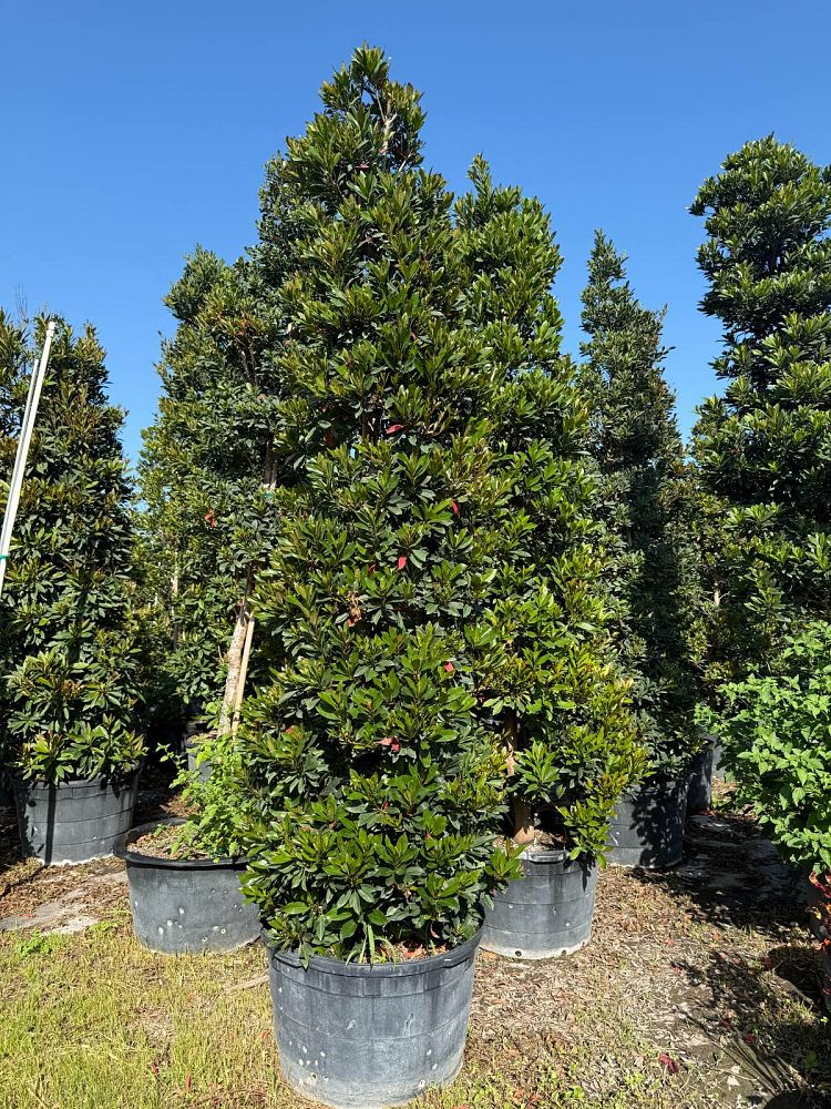 elaeocarpus-decipiens-japanese-blueberry