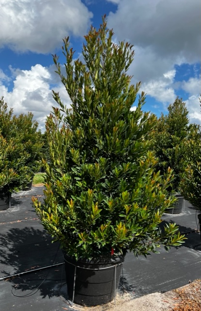 elaeocarpus-decipiens-japanese-blueberry