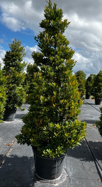 elaeocarpus-decipiens-japanese-blueberry