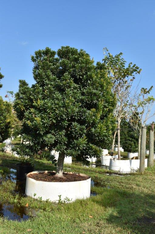 elaeocarpus-decipiens-japanese-blueberry