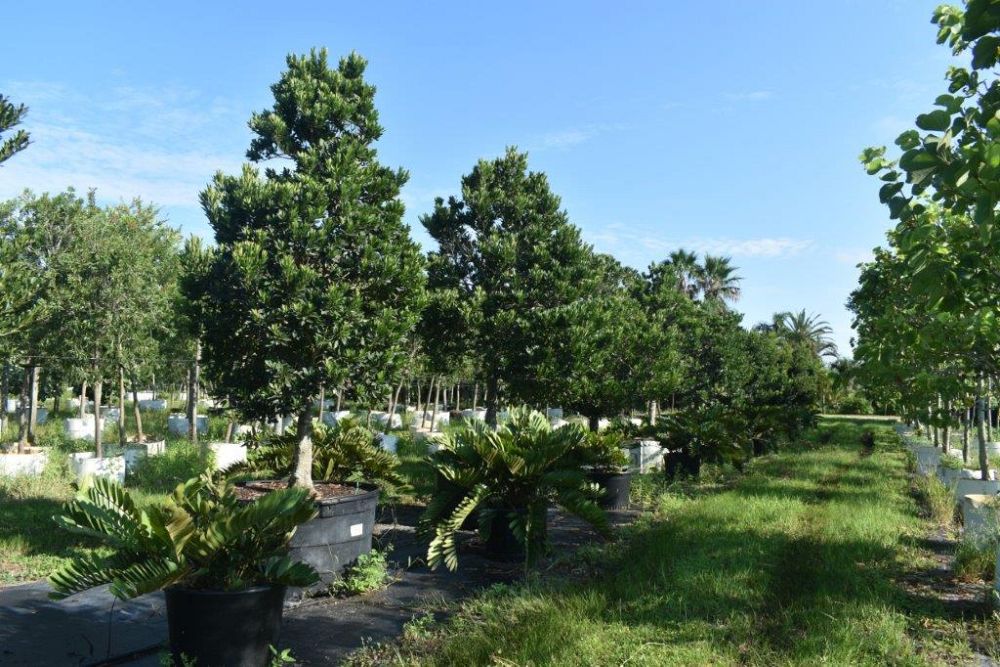 elaeocarpus-decipiens-japanese-blueberry