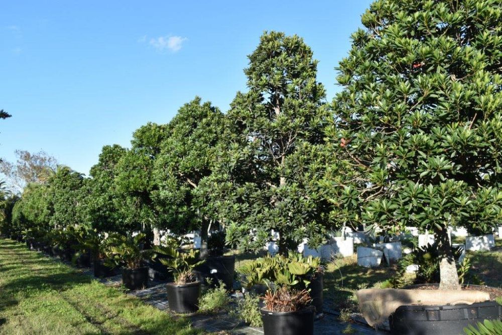 elaeocarpus-decipiens-japanese-blueberry