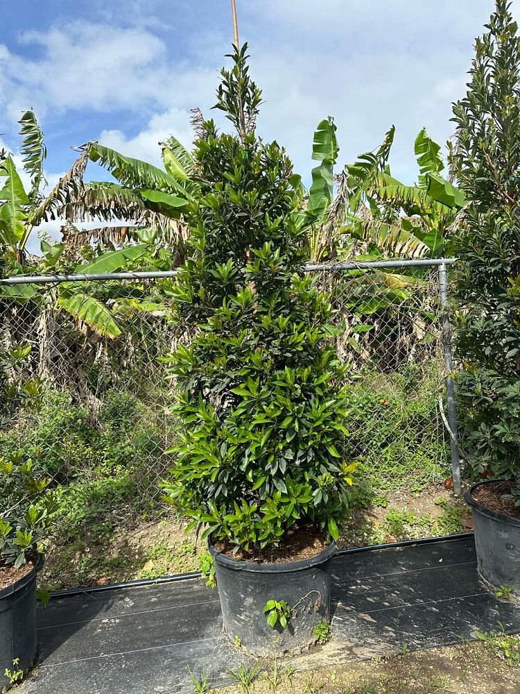 elaeocarpus-decipiens-japanese-blueberry