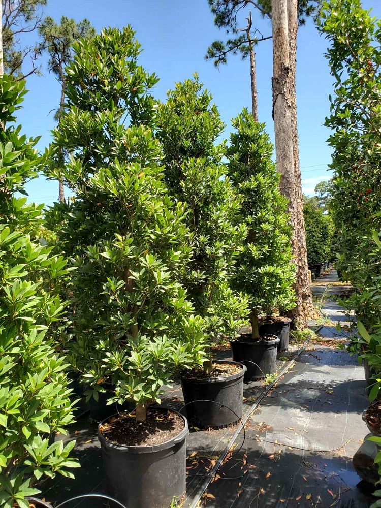 elaeocarpus-decipiens-japanese-blueberry