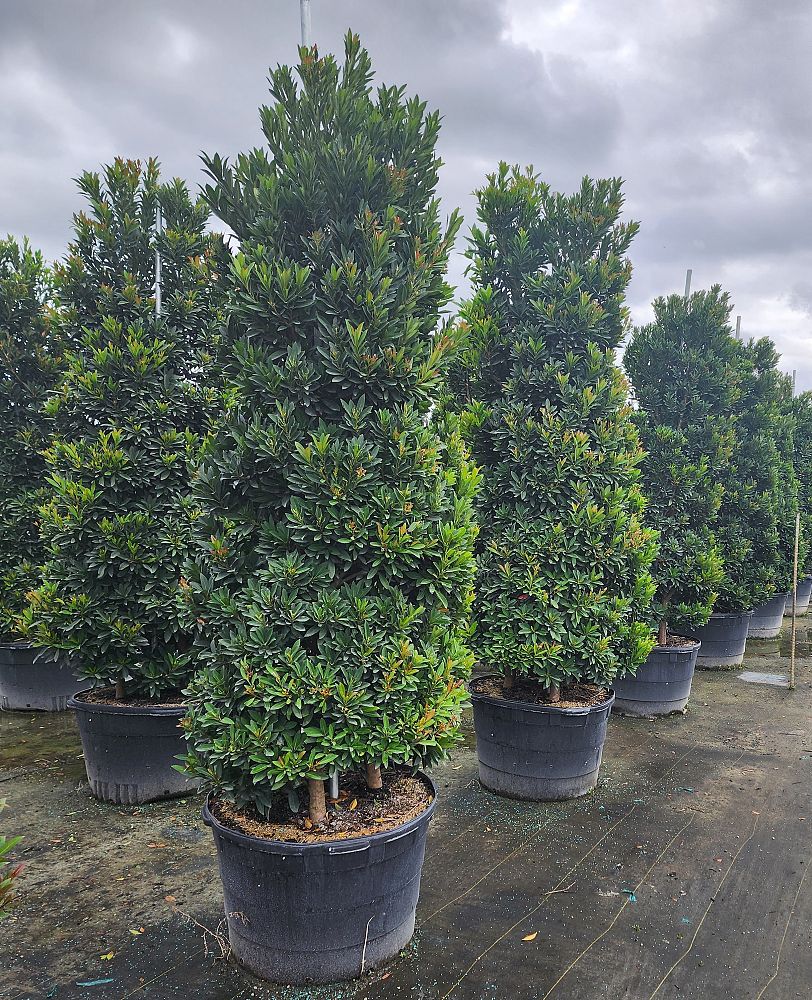 elaeocarpus-decipiens-japanese-blueberry