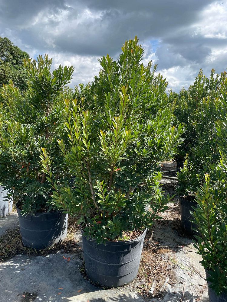 elaeocarpus-decipiens-japanese-blueberry
