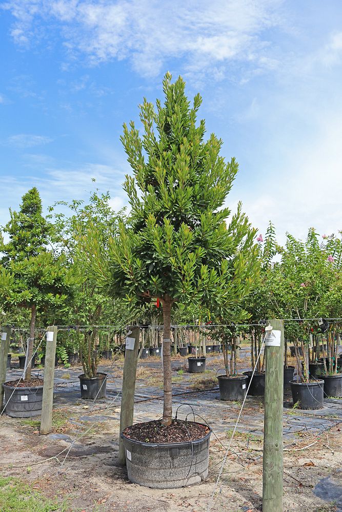 elaeocarpus-decipiens-japanese-blueberry