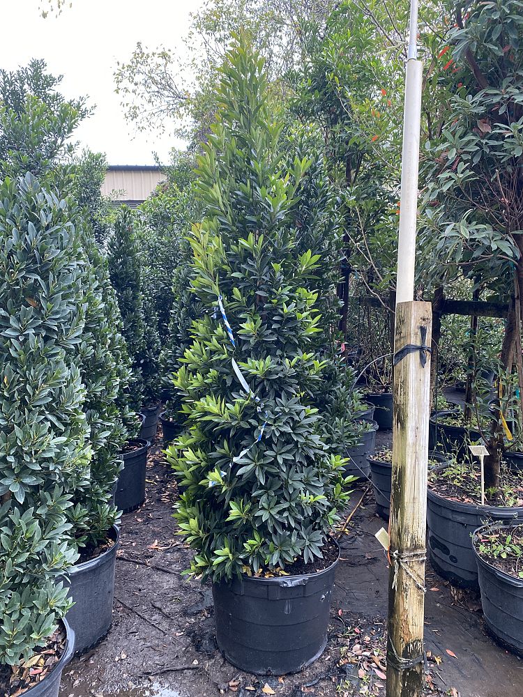 elaeocarpus-decipiens-japanese-blueberry