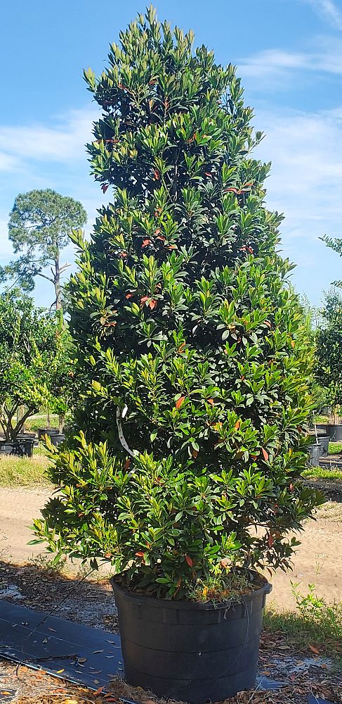 elaeocarpus-decipiens-japanese-blueberry