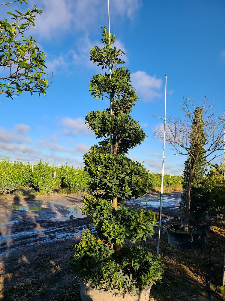 elaeocarpus-decipiens-japanese-blueberry