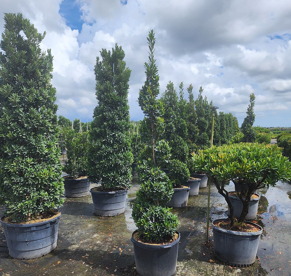 elaeocarpus-decipiens-japanese-blueberry