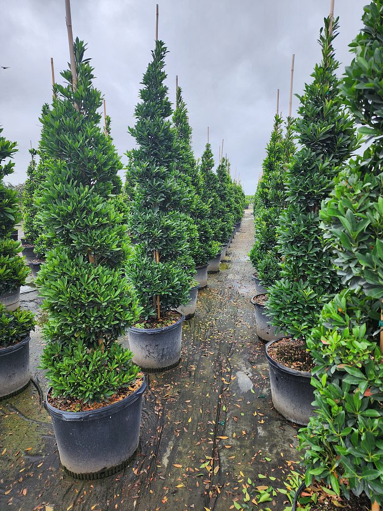 elaeocarpus-decipiens-japanese-blueberry