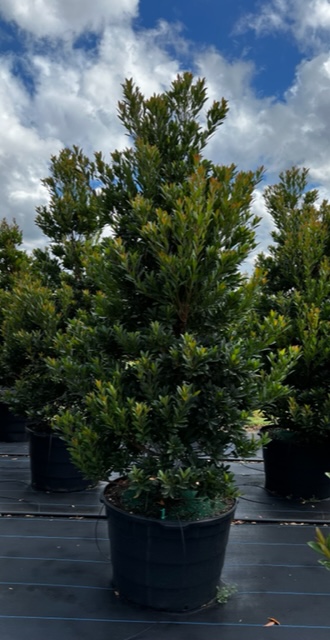 elaeocarpus-decipiens-japanese-blueberry