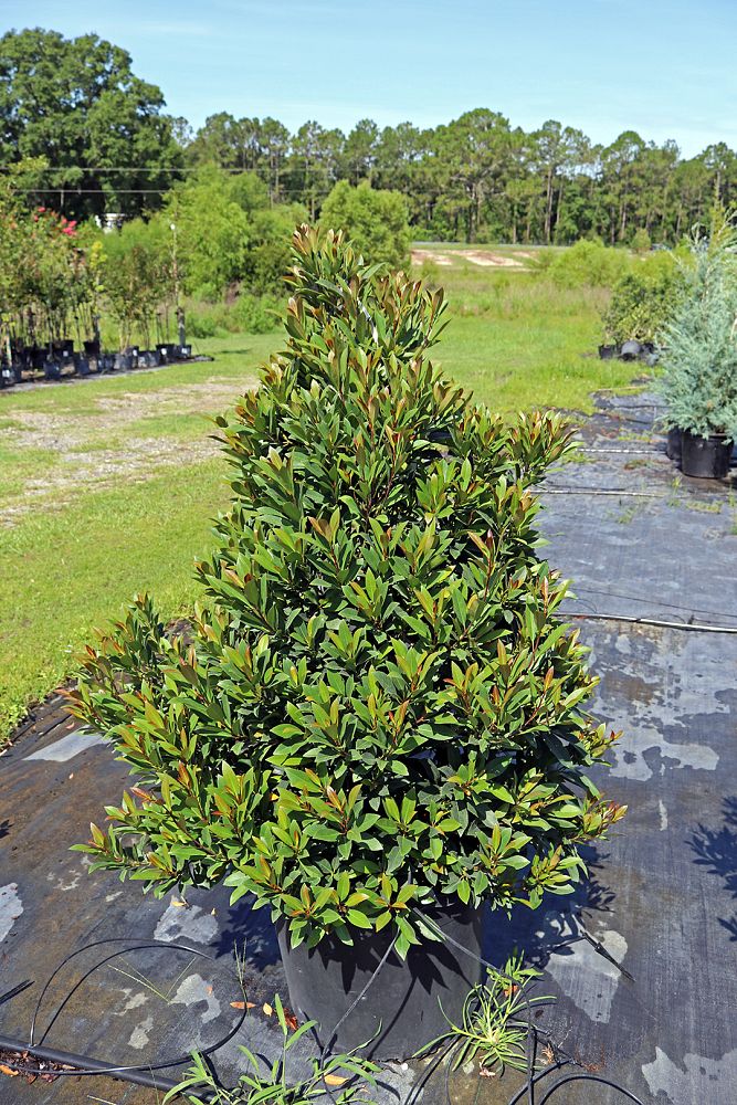 elaeocarpus-decipiens-japanese-blueberry
