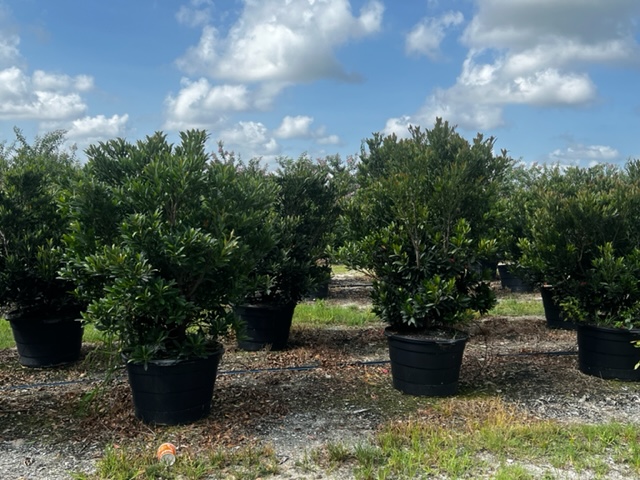elaeocarpus-decipiens-japanese-blueberry