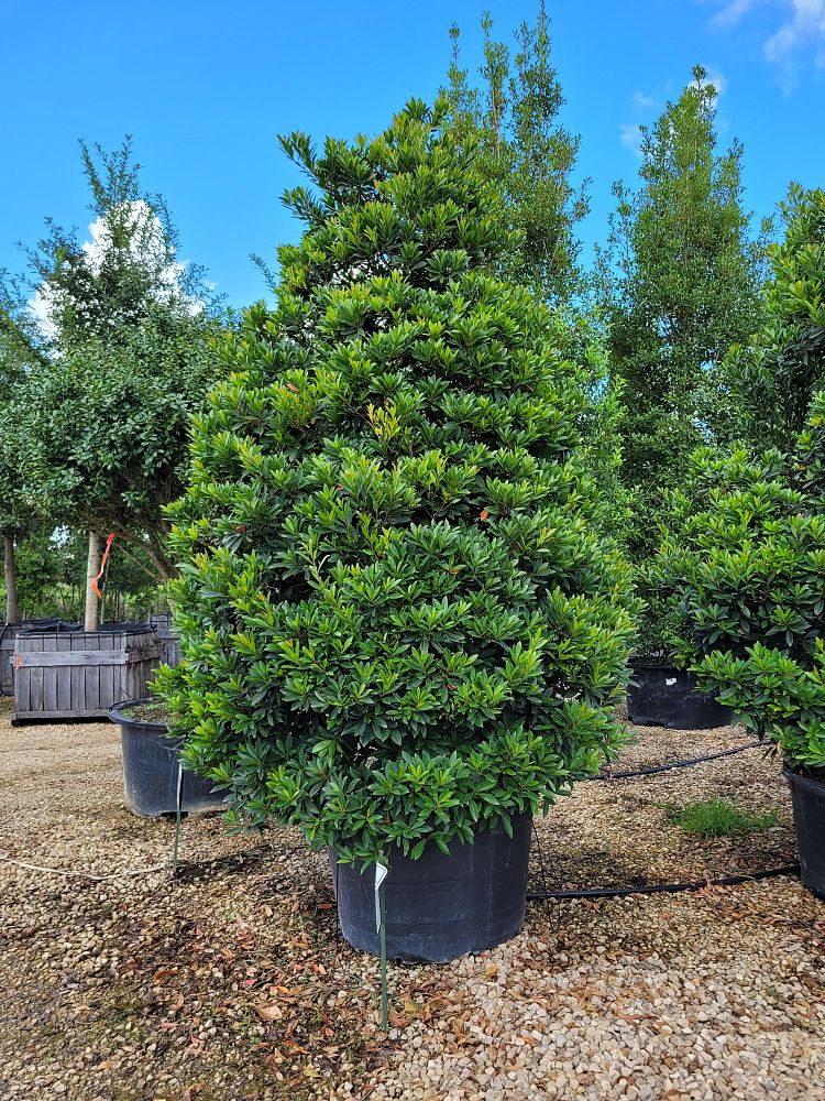 elaeocarpus-decipiens-japanese-blueberry