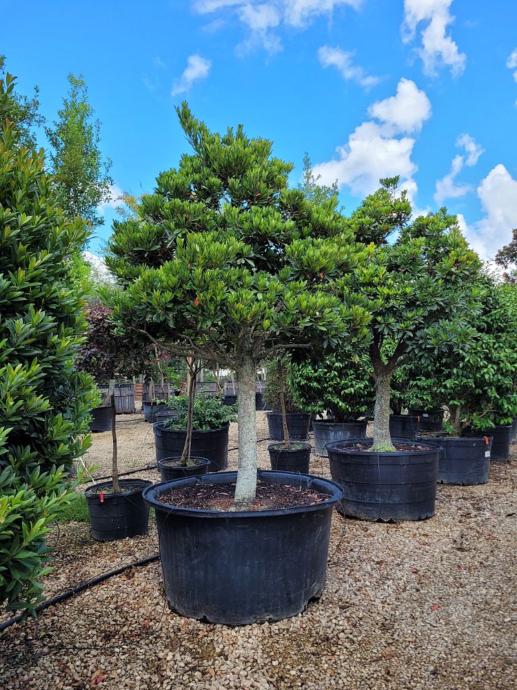 elaeocarpus-decipiens-japanese-blueberry