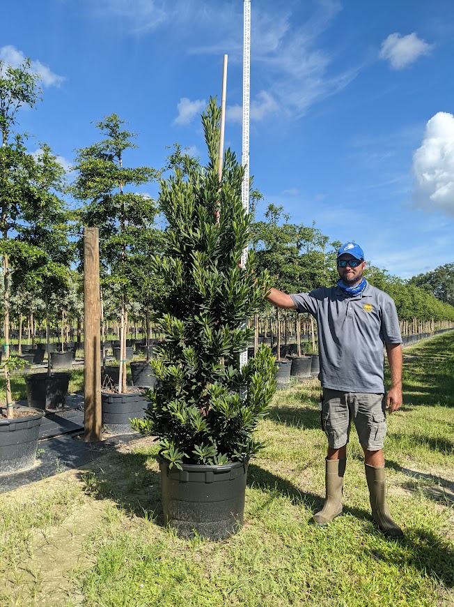 elaeocarpus-decipiens-japanese-blueberry