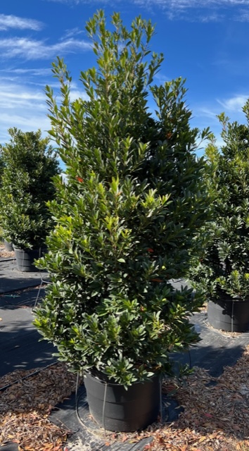 elaeocarpus-decipiens-japanese-blueberry