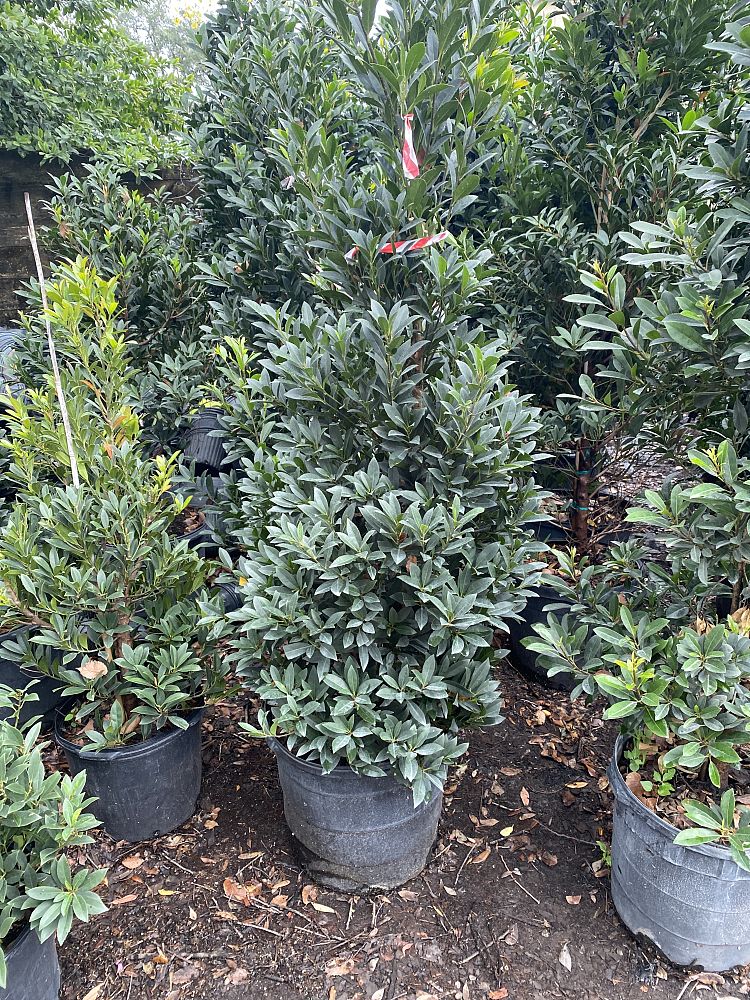 elaeocarpus-decipiens-japanese-blueberry
