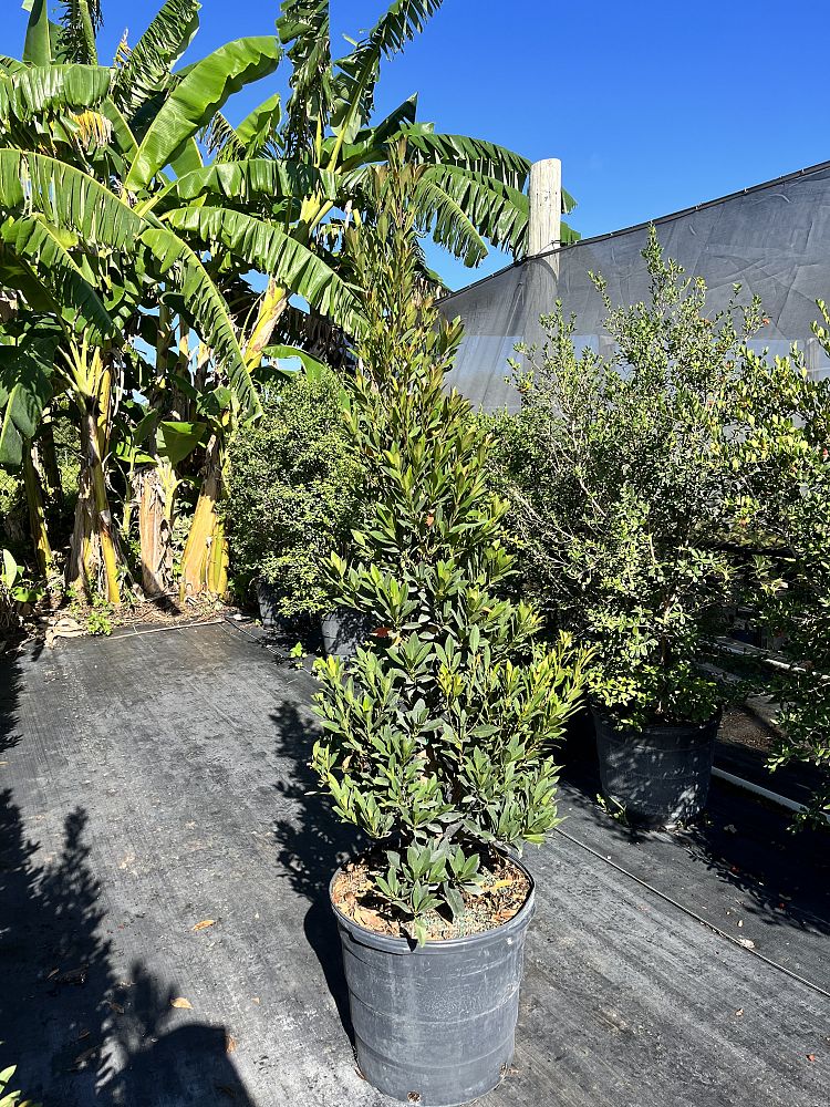 elaeocarpus-decipiens-japanese-blueberry