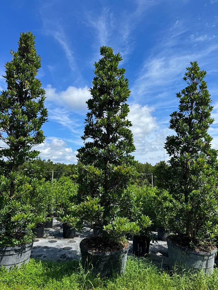 elaeocarpus-decipiens-japanese-blueberry
