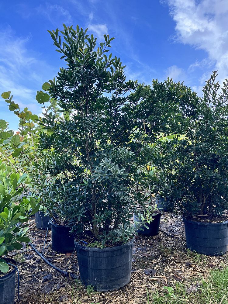 elaeocarpus-decipiens-japanese-blueberry