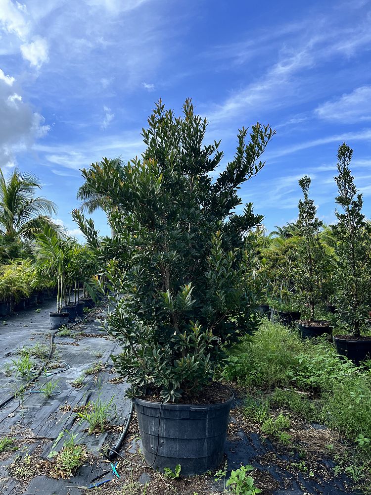 elaeocarpus-decipiens-japanese-blueberry