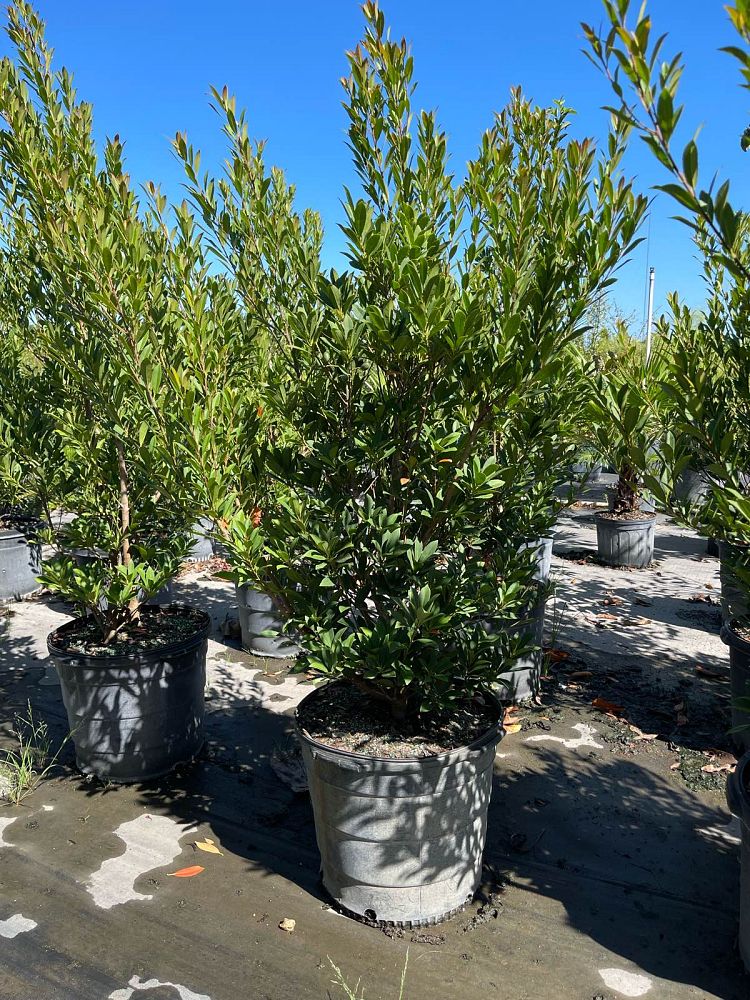 elaeocarpus-decipiens-japanese-blueberry