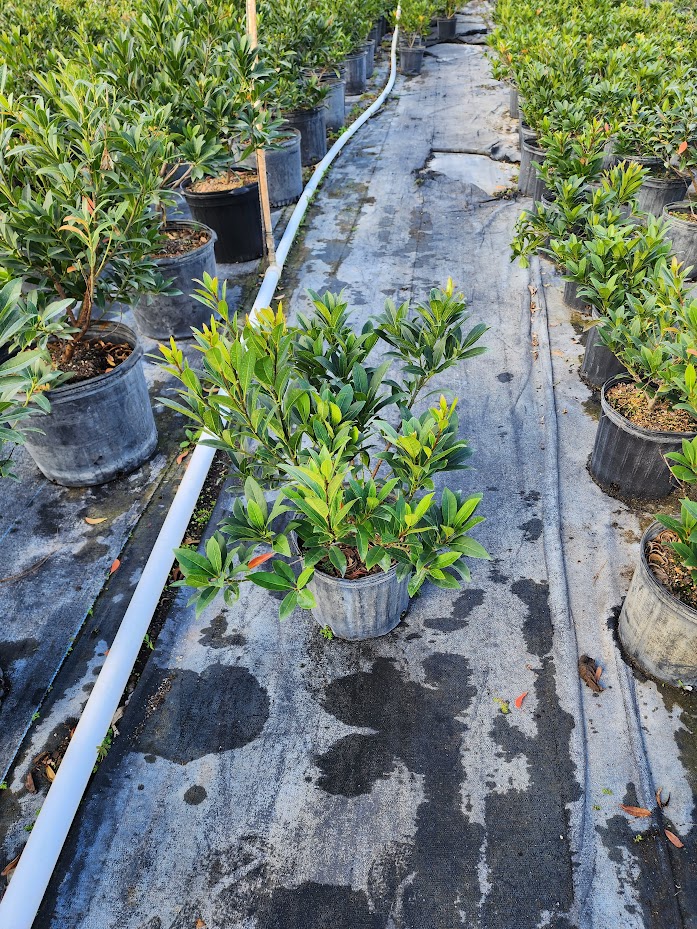 elaeocarpus-decipiens-japanese-blueberry